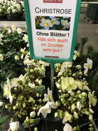 Gärtnerei Manz Neckartenzlingen Ihr Pflanzenprofi