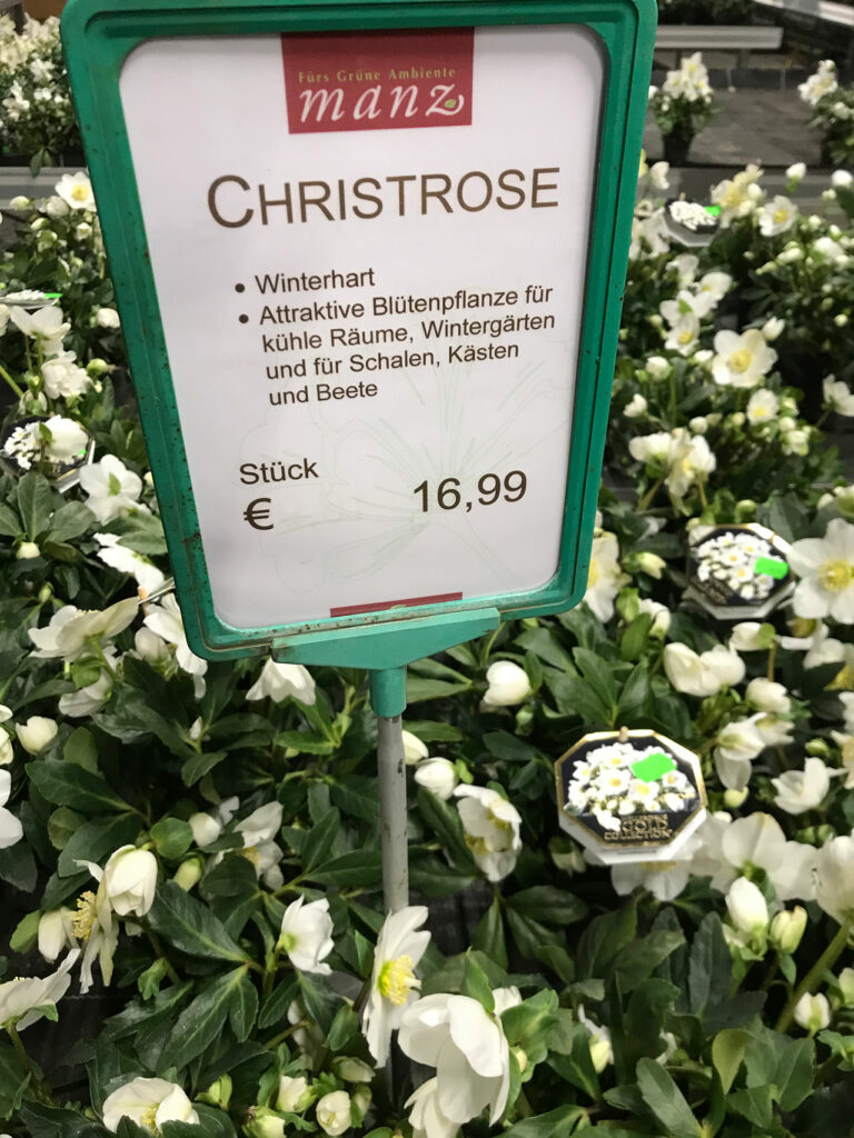 Gärtnerei Manz Neckartenzlingen Ihr Pflanzenprofi